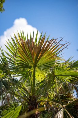 Mavi gökyüzünde palmiye yaprakları.