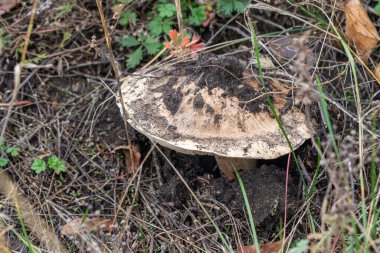 Bir tarlada yerde bir mantar oturuyor. Mantar kahverengidir ve bulanık bir dokusu vardır.
