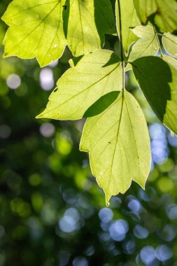 green tree leaves close up on blurred nature background