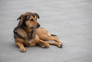 Kahverengi bir köpek yerde yatıyor. Köpeğin kahverengi ve siyah bir burnu var.