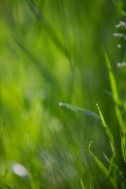 Üzerinde çiy damlaları olan yeşil çimenlerin yakın çekimi. Çimenler gür ve canlı. Tazelik ve canlılık hissi veriyor.