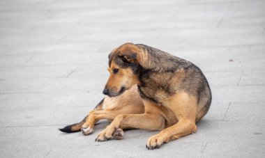 Bir köpek yerde yatıyor ve kendini tırmalıyor. Köpek kahverengi ve siyah renktedir.