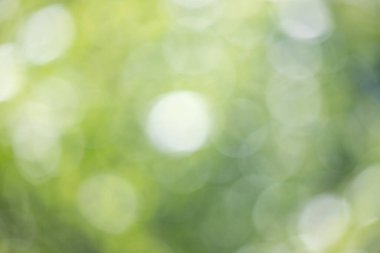 Green blurred nature background out of focus.