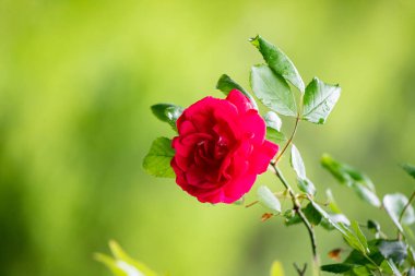 Kırmızı bir gül yeşil bir yaprağın üzerinde duruyor. Gül görüntünün ana odak noktasıdır ve yeşil yaprak zıt bir arkaplan sağlar. Güzellik ve sükunet kavramı
