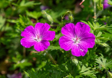 İki mor çiçek yeşil bir çalılıktadır. Çiçekler birbirine çok yakın.