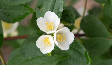 Sarı merkezli beyaz bir çiçek yeşil yapraklı bir arka planın önündedir. Çiçek diğer çiçeklerle çevrilidir ve görüntünün genel havası huzurlu ve sakindir.