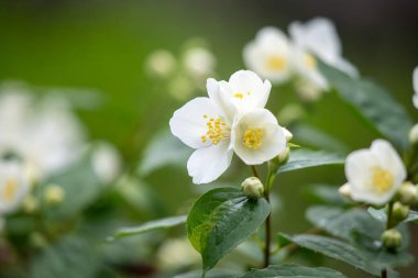 Sarı merkezli bir demet beyaz çiçek. Çiçekler bir tarlada ve yeşil yapraklarla çevrili.