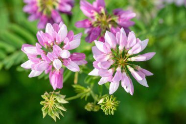 Yeşil yapraklı bir demet pembe çiçek. Çiçekler tamamen çiçek açmış ve çok güzeller.