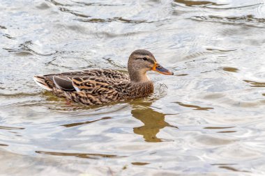 Bir ördek su içinde yüzüyor. Ördek sudaki dalgalarla çevrili.