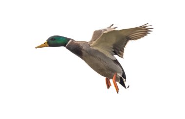 Bir ördek havada uçuyor. Ördek görüntünün ortasında ve ana odak noktası.