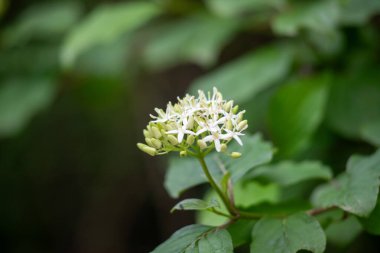 Beyaz bir çiçek yeşil bir yaprağın üzerindedir. Yaprak yeşil ve bir gövdesi var.