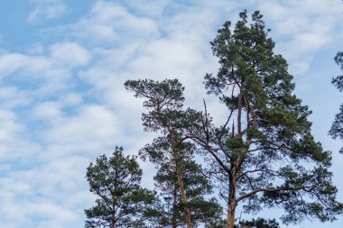 Birkaç dalı olan bir ağaç bulutlu bir gökyüzünün ortasındadır. Gökyüzü mavi ve ağaç uzun.