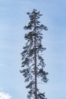 Uzun bir çam ağacı açık mavi bir gökyüzünde tek başına duruyor. Ağaç, görüntüdeki tek nesnedir ve sahnenin odak noktasıdır. Gökyüzü parlak ve berrak, ve ağacın yüksekliği