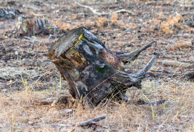Büyük bir ağaç kütüğü kuru, çorak bir tarlada oturur. Ağaç gövdesi kuru ot ve yabani otlarla çevrili ve bölgede yaşayan tek canlı o. Yalnızlık ve yalnızlık kavramı