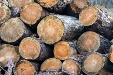 Bazılarının kahverengimsi bir rengi olan bir yığın kütük. Kütükler üst üste istiflenmiş ve yığın da oldukça büyük. Zenginlik ve doğal güzellik kavramı