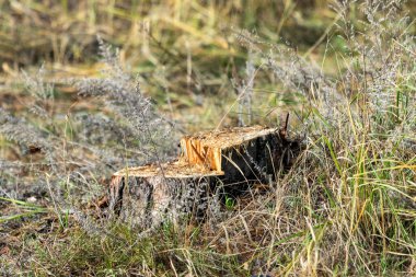 Büyük bir ağaç kütüğü kuru çimen tarlasında oturur. Kütük kısmen kesilmiş ve etrafındaki çimenler uzun ve kuru. Yalnızlık ve çürüme kavramı, kütük tarlada tek başına dururken
