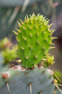 Keskin dikenleri ve yeşil yaprakları olan bir kaktüs. Kaktüs kurak bölgelere özgü dikenli bir bitkidir.