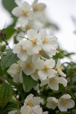 Sarı merkezli bir demet beyaz çiçek. Çiçekler tamamen çiçeklenmiştir ve yeşil yapraklarla çevrilidir. Tazelik ve güzellik kavramı, beyaz çiçekler yeşil yapraklara karşı durdukça