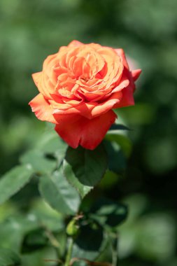 Görüntünün odak noktası tek bir turuncu güldür. Gül yeşil yapraklarla çevrilidir, bu da sahneye renk ve kontrastı ekler.