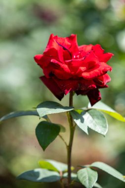 Kırmızı bir gül, gövdesi ve yapraklarıyla görüntünün ana odak noktasıdır. Gül yeşil yapraklarla çevrilidir, verimli ve canlı bir bahçe izlenimi verir. Sahne güzelliklerden biridir.