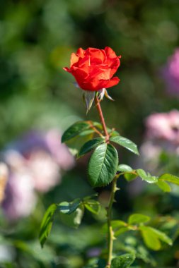 Rose flowers growing in nature close-up.