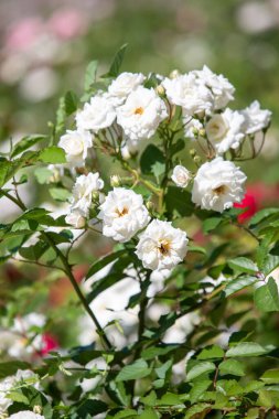 Ağaçta bir demet beyaz çiçek yetişiyor. Çiçekler küçük ve beyazdır ve yeşil yapraklarla çevrilidir. Resmin huzurlu ve huzurlu bir havası var.