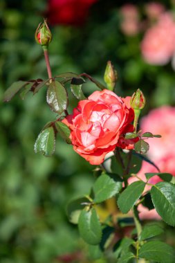 Rose flowers growing in nature close-up.