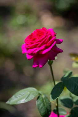 Görüntünün odak noktası güzel pembe bir güldür. Gül yeşil yapraklarla çevrilidir, bu da sahneye renk ve kontrastı ekler.