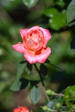 Pembe bir gül yemyeşil bir bahçede çiçek açar. Çiçek, görüntünün ana odak noktasıdır ve bahçenin en canlı ve en güzel parçasıdır.