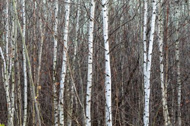 Yaprakları olmayan bir huş ağacı ormanı. Ağaçlar uzun ve ince, dallar ise çıplak. Ağaçlar uzun ve güçlü durdukça resmin huzurlu ve huzurlu bir havası var.