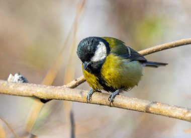 Küçük bir kuş bir dala tünemiştir. Kuş sarı ve siyahtır. Dal kahverengi ve üzerinde bazı yapraklar var. Kuş dinleniyor ya da uçmaya ara vermiş gibi görünüyor.