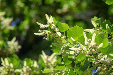 Yeşil yaprakları ve beyaz çiçekleri olan bir ağaç. Çiçekler küçük ve bir araya toplanmış. Ağaç tamamen çiçek açmış, ve güneş ışığı onun üzerinde parlıyor, çiçekleri daha da güzel gösteriyor.