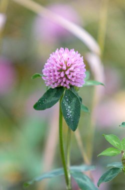 Üzerinde çiy damlaları olan tek bir pembe çiçek. Çiçek yeşil yapraklarla çevrilidir. Huzur ve güzellik kavramı
