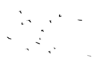 Gökyüzünde uçan bir kuş sürüsü. Kuşlar siyah ve beyaz. Gökyüzü açık ve kuşlar düz bir çizgide uçuyor.