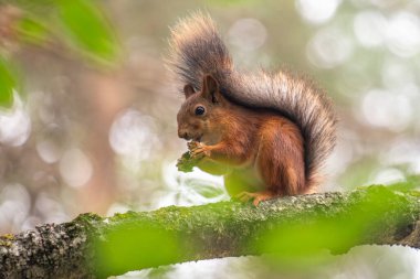 Bir sincap ağaç dalında fındık yiyor. Görüntünün huzurlu ve doğal bir havası var. Sincap sahnenin odak noktası.