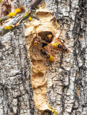 Ağaçtaki bir delikte sarı ve siyah bir eşekarısı oturuyor. Yakınlarda iki eşek arısı daha var.