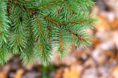 Kahverengi uçlu yeşil bir çam ağacı dalı. Dal yeşil yapraklarla kaplı ve birkaç kahverengi ucu var.