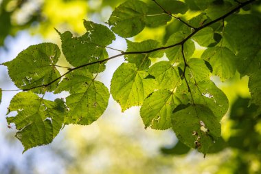 Üzerinde birkaç delik olan yapraklı bir ağaç dalı. Yapraklar yeşil ve güneş onların üzerinde parlıyor.