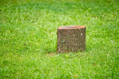 Büyük bir ağaç kütüğü yemyeşil bir alanda oturur. Kütük çimlerle çevrili ve sahnedeki tek nesne o. Yalnızlık ve huzur kavramı
