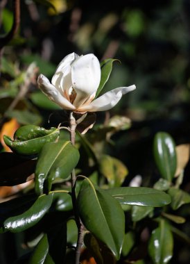 Bright blooming fruit trees in spring nature.