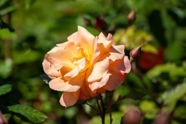A bright orange flower with yellow centers sits in a green bush. The flower is surrounded by leaves and branches, and it is in full bloom. Concept of warmth and vibrancy