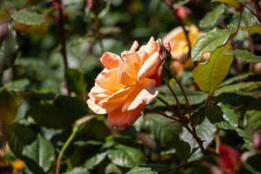 A bright orange flower with yellow centers sits in a green bush. The flower is surrounded by leaves and branches, and it is in full bloom. Concept of warmth and vibrancy