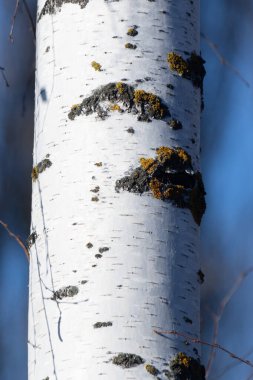 Yosun ve yosunla kaplı bir ağaç gövdesi. Gövde beyaz ve pürüzlü bir dokusu var. Yosun ve yosun ağaca yıpranmış ve yaşlanmış bir görünüm verir.