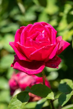 A red rose is the main focus of the image, with its stem and leaves surrounding it. The rose is the center of attention and the rest of the image is focused on it. Concept of beauty and elegance
