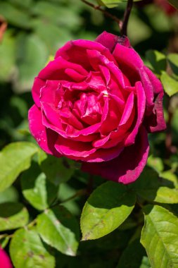 A red rose is the main focus of the image, with its stem and leaves surrounding it. The rose is the center of attention and the rest of the image is focused on it. Concept of beauty and elegance