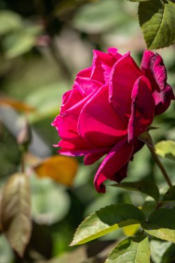A red rose is the main focus of the image, with its stem and leaves surrounding it. The rose is the center of attention and the rest of the image is focused on it. Concept of beauty and elegance