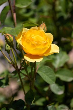 A yellow flower is in the foreground of a green bush. The flower is the main focus of the image and it is surrounded by leaves