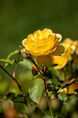 A yellow flower is in the foreground of a green bush. The flower is the main focus of the image and it is surrounded by leaves
