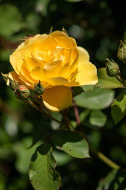 A yellow flower is in the foreground of a green bush. The flower is the main focus of the image and it is surrounded by leaves