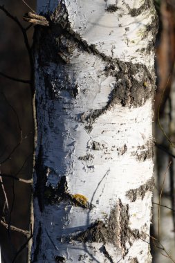 Beyaz kabuklu ve üzerinde yosun olan bir ağaç gövdesi. Ağaç kabuğu sert ve ağaç çıplak.